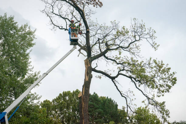 Best Tree Mulching  in North Ballston Spa, NY