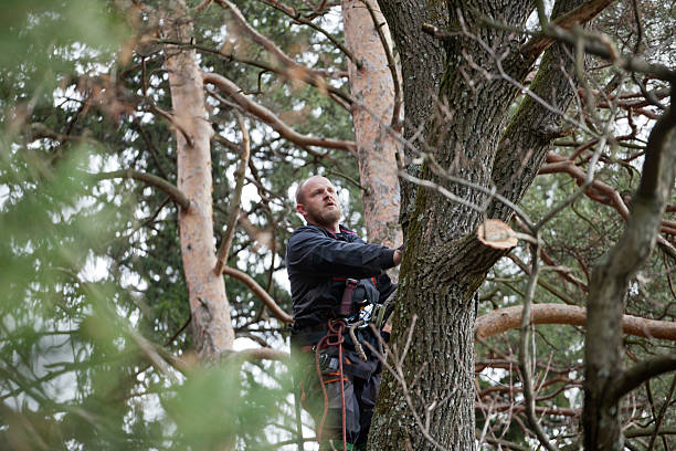 North Ballston Spa, NY Tree Care Company